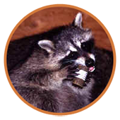 raccoon Not just dogs...