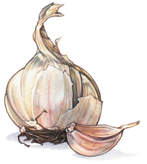 Can Garlic Help Fight Off A Cold? Can Garlic Help Fight Off A Cold?