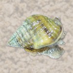 Toxic Snails, and a Medical Dispute Board; Listen to This Week's Podcast