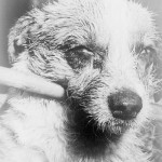 Rabies in China: Is Your Family Vaccinated?