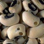 Toxic Cowpeas -- Just Don't Spill The Beans...