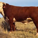Red Meat: Not So Good For Your Heart. Here's More Proof