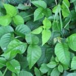 "Leaves Of Three, Let Them Be" -- Avoiding Poison Ivy and Oak