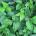 "Leaves Of Three, Let Them Be" -- Avoiding Poison Ivy and Oak