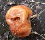 Food Safety In China: New Slide Show