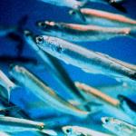 Vitamin D and Fish Oil: More Good Reasons To Supplement