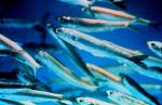 Vitamin D and Fish Oil: More Good Reasons To Supplement