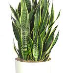 Indoor Plants: Natural Air Purifiers