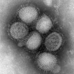 H1N1: You Want Data? You Got it